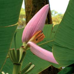 banana flower or jantung pisang