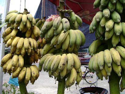 pisang abu