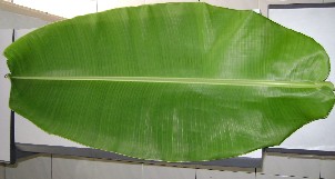 Banana leaf