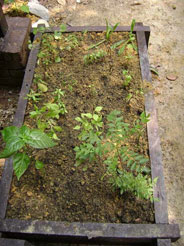 malay herbs: Chilies