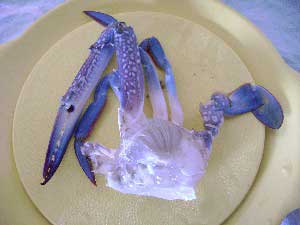 half of crab