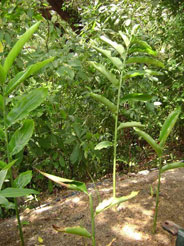 malay herbs