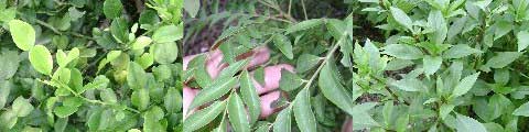 Kaffir lime leaves, curry leaves