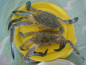 fresh sea crabs