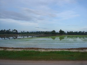 Rice field in the different stages of its growth.