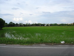 Rice field in the different stages of its growth. 