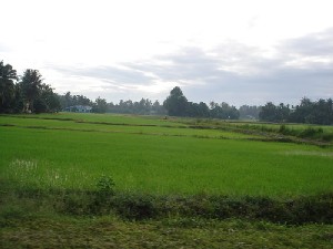 Rice field in the different stages of its growth. 