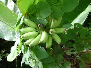 young banana