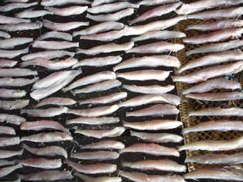 Fish filets being dried