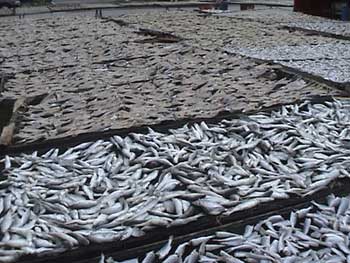 Fish filets being dried