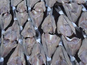 Fish filets being dried