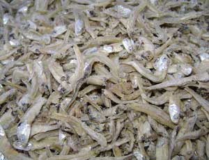 Dried Ikan Bilis