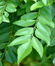 Curry Leaves Plant