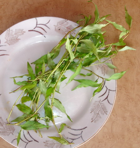 laksa leaves. The leaves are elongated,