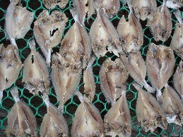 Salted fish being dried