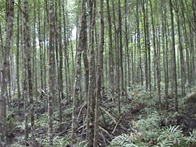 Mangrove forest, Matang